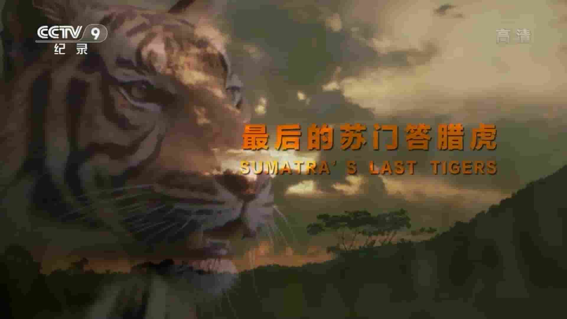 央视改版/BBC纪录片《最后的苏门答腊虎 Sumatra’s Last Tiger 2013》全6集 国语中字 1080P高清网盘