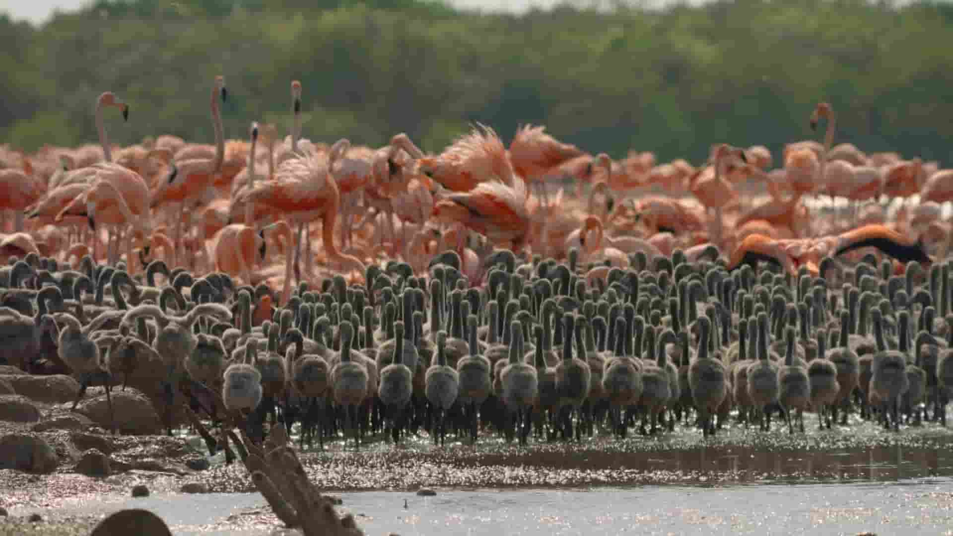 英国纪录片《大卫·艾登堡：大自然的声音 Secret World of Sound with David Attenborough 2024》全3集 英语中英双字 1080P高清网盘