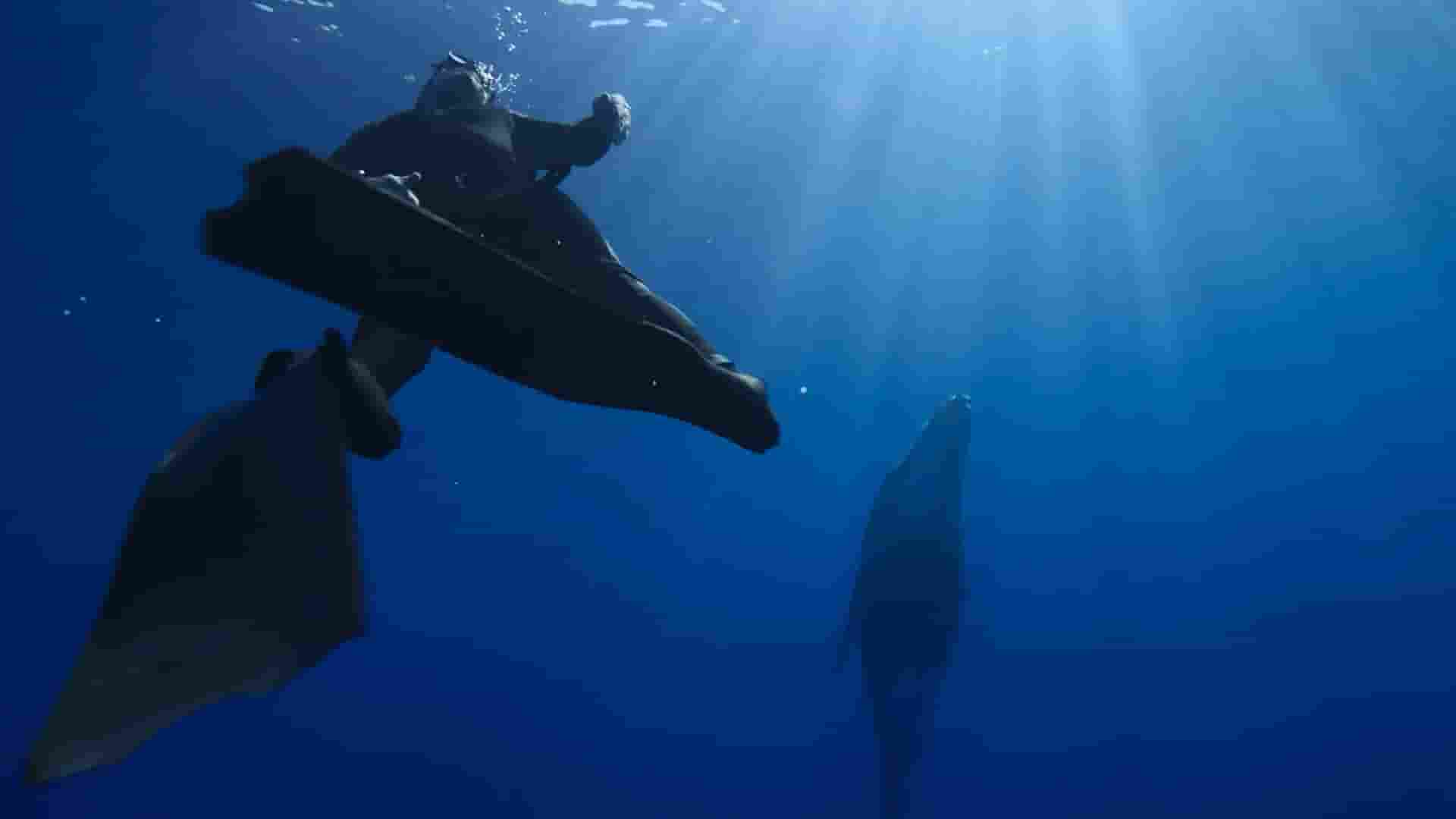英国纪录片《史蒂夫与鲸鱼 Whale with Steve Backshall 2023》全4集 英语中英双字 1080P高清网盘
