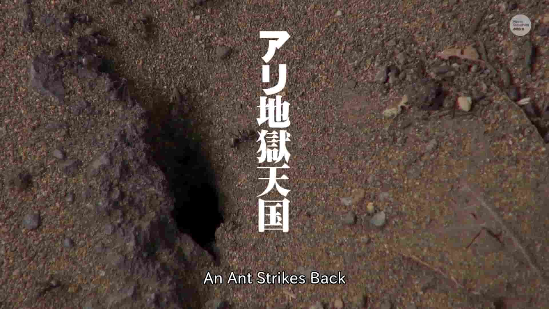 日本纪录片《蚂蚁地狱天国 アリ地獄天国 2019》全1集 日语英字 720P高清网盘