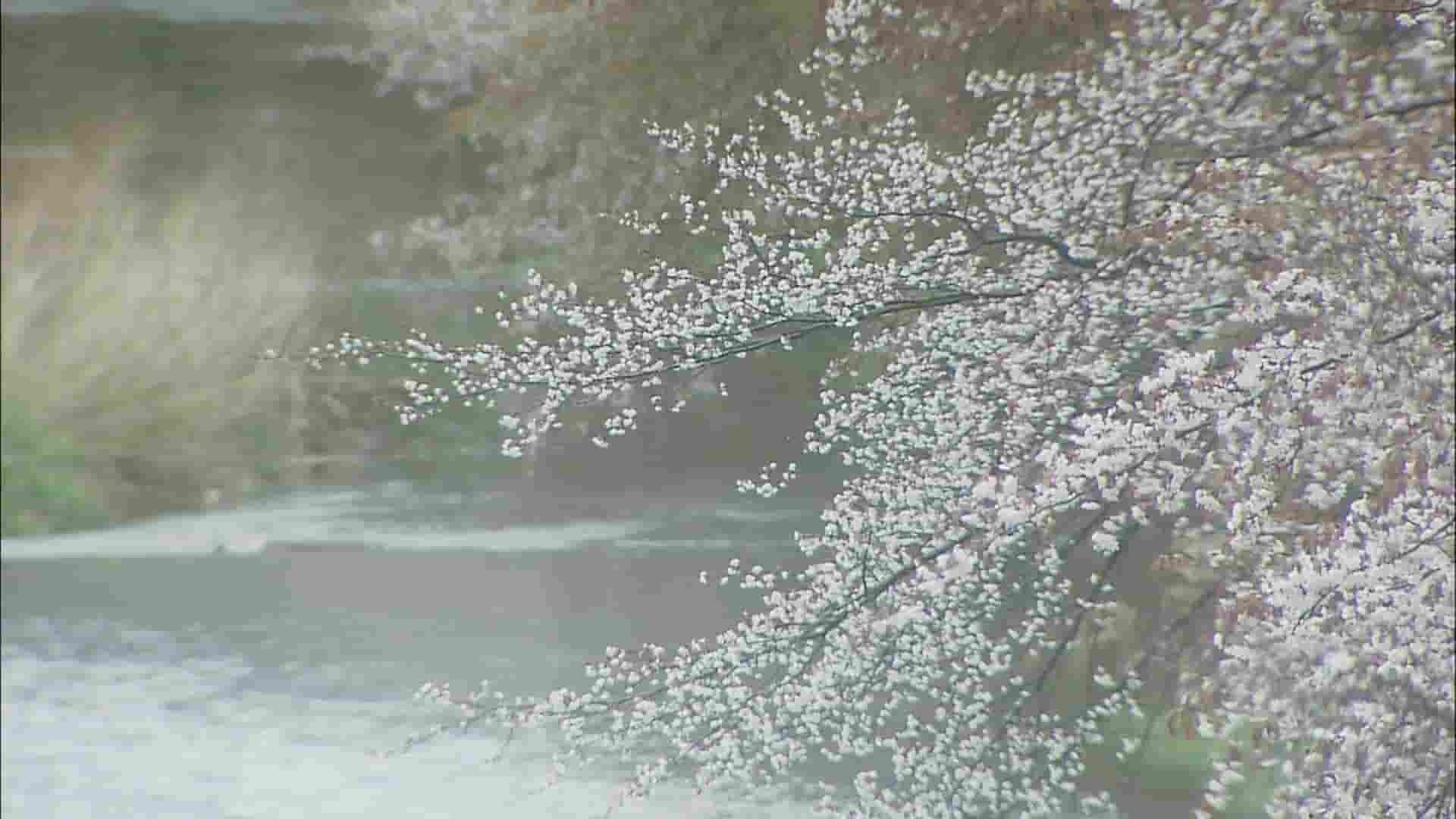 NHK纪录片《樱花樱烂漫 Cherry Blossoms Romance Spring In Japan》全1集 无解说 1080P高清网盘
