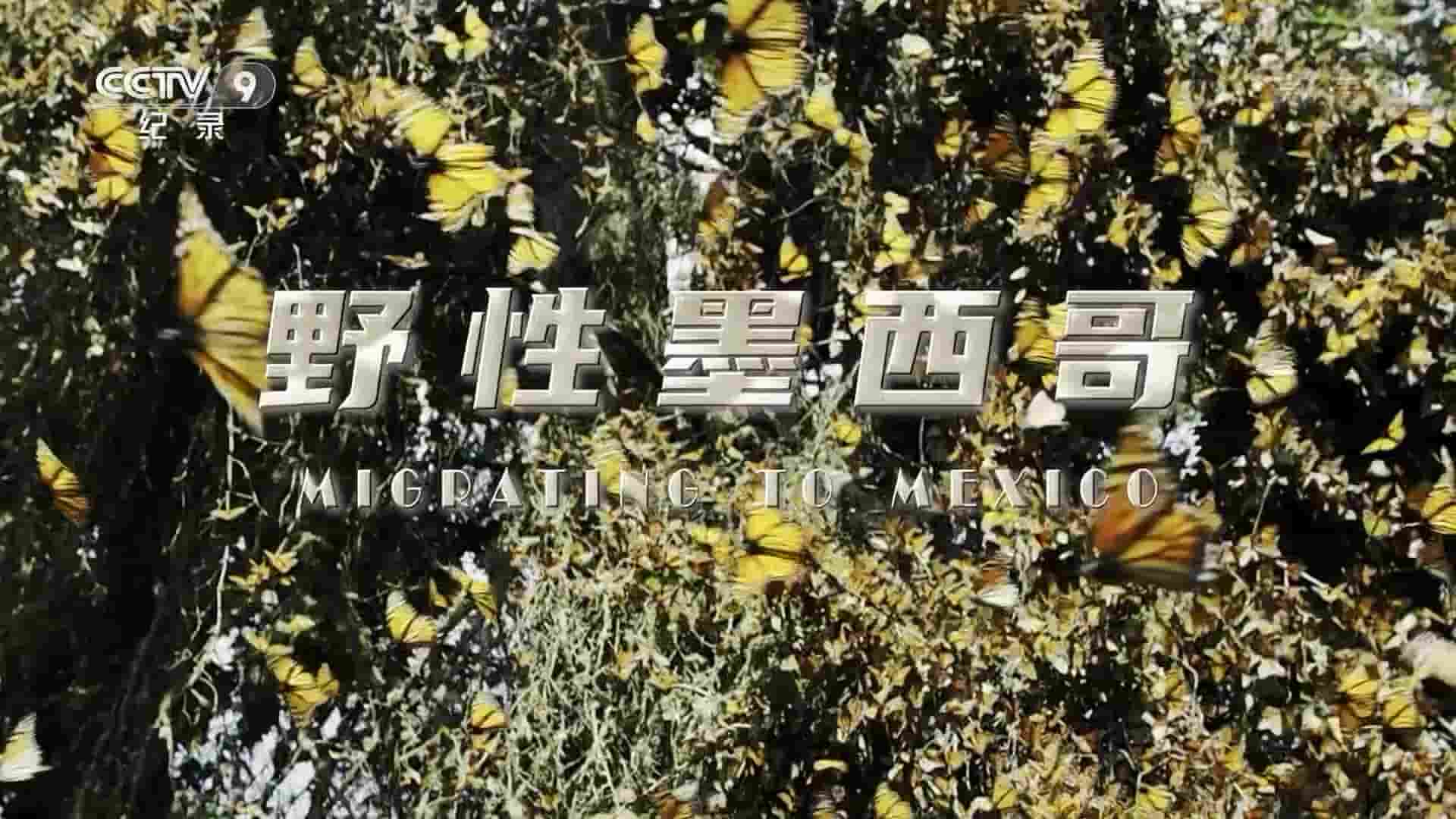 央视纪录片《野性墨西哥 Migrating To Mexico 2020》全1集 国语中字 1080i高清网盘