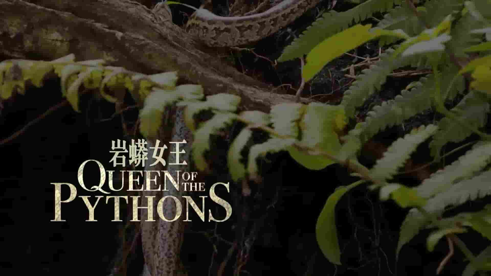 美国纪录片/蛇纪录片《岩蟒女王/武则素珍/蟒后 Queen of the Pythons 2019》全1集 英语内嵌中英双字 1080P高清网盘