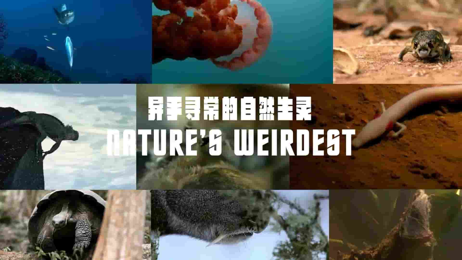 美国纪录片《异乎寻常的自然生灵 Nature’s Weirdest》全1集 英语内嵌中英双字 1080P高清网盘