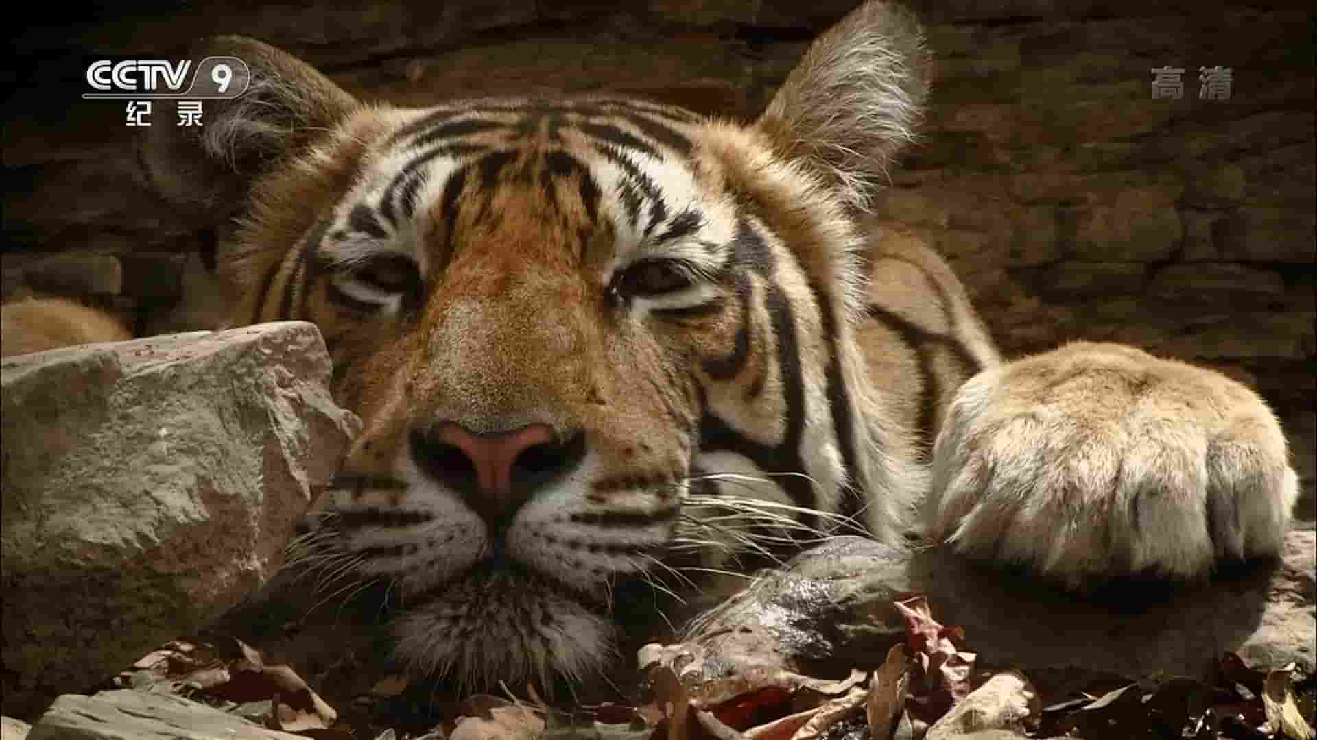 央视纪录片《失踪的老虎 Tigers:Looking for Sultan 2017》全1集 国语中字 1080i高清网盘