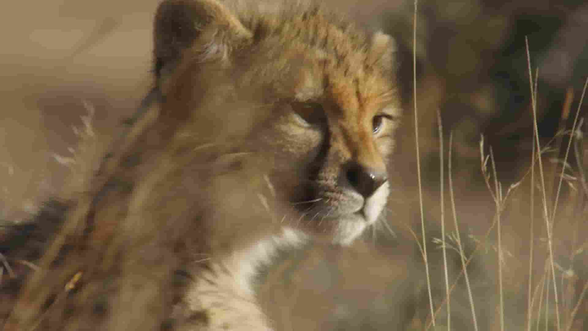 美国纪录片《猎豹的荣耀 A Cheetah