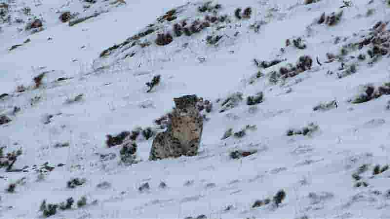 国产纪录片《雪豹和她的朋友们 Snow Leopards and Friends 2023》全1集 国语中字 4K超高清网盘