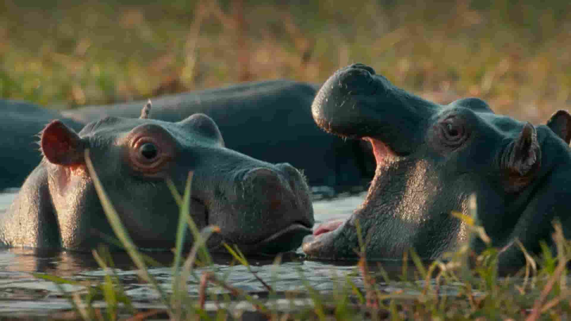 BBC纪录片《河马：非洲的河流巨人 Hippos: Africa