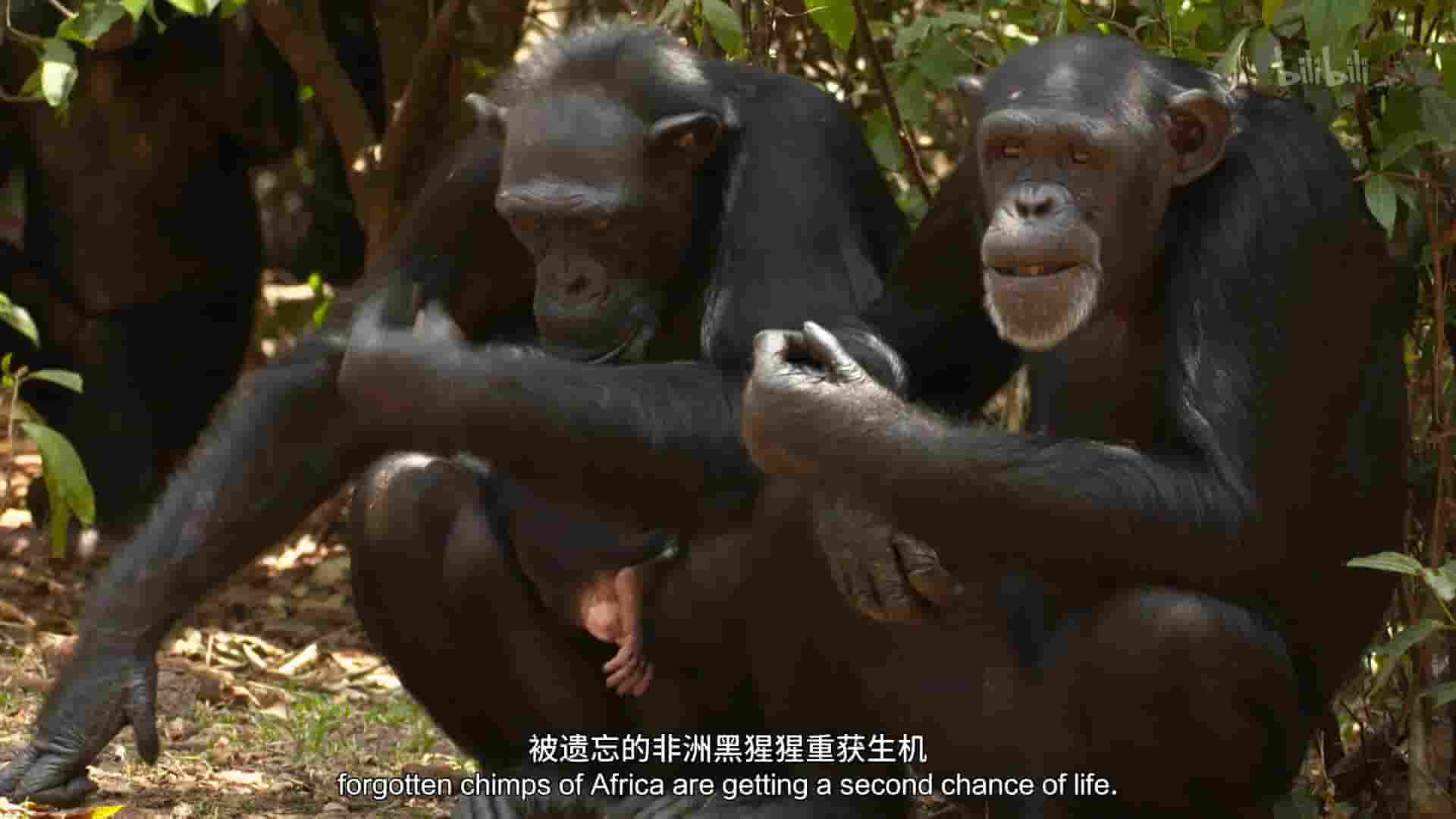 国家地理《黑猩猩学院 Chimp School 2016》全1集 英语中英双字 1080P高清网盘