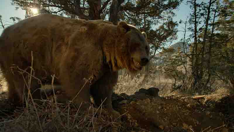 英国纪录片《终极巨兽：世界上最大的动物 Big Beasts: Last of the Giants 2018》全3集 国语中字 4K超高清网盘