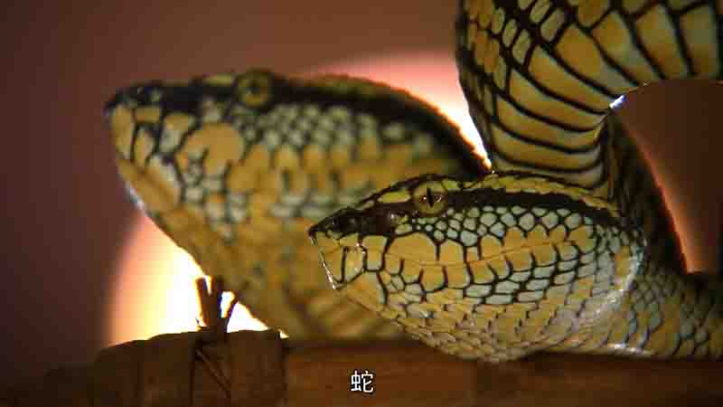 美国纪录片《亚洲毒蛇之最 Asias Deadliest Snakes 2011》全1集 英语中英双字 4K超高清网盘