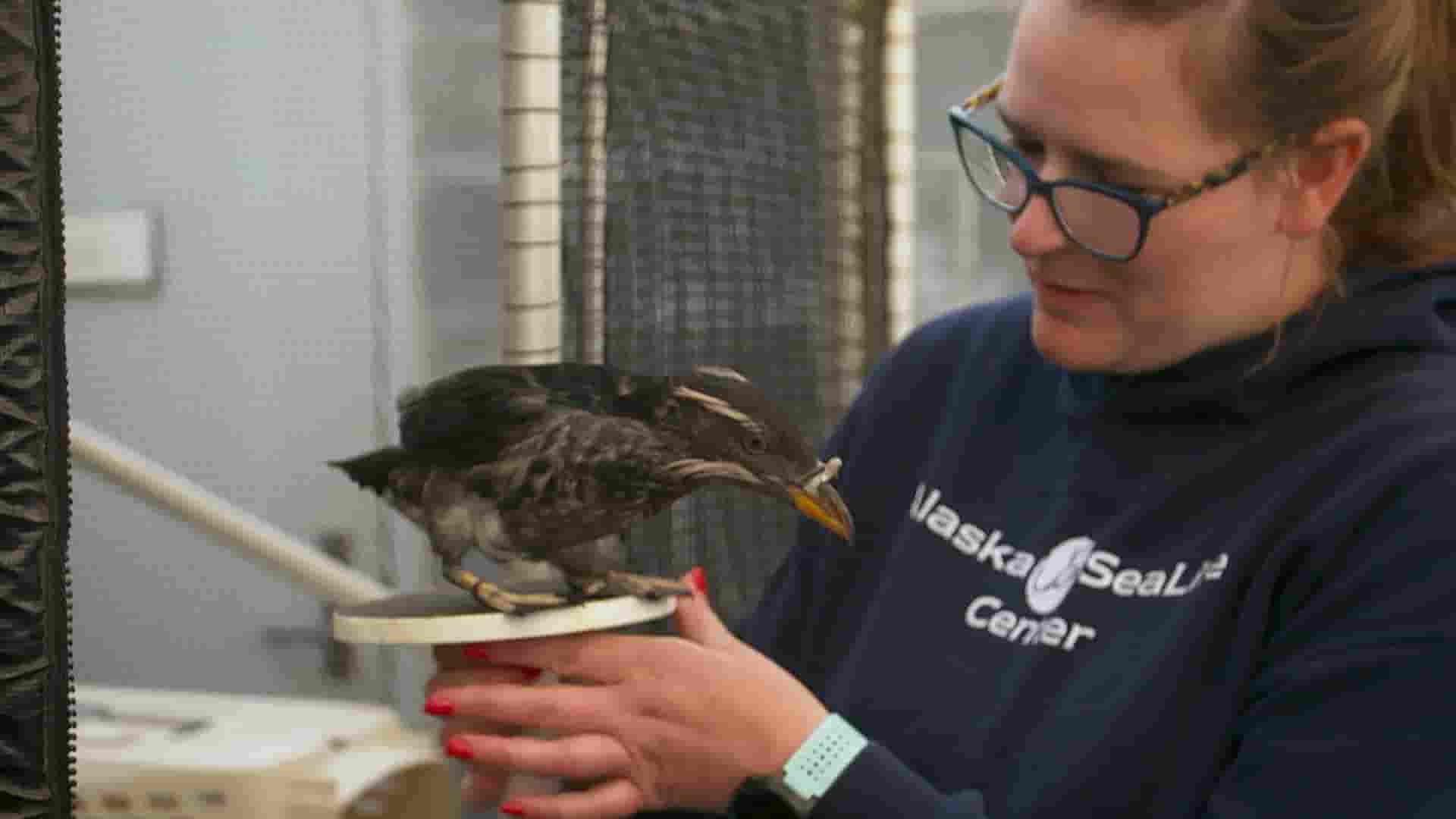 国家地理《阿拉斯加野生动物救援 Alaska Animal Rescue 2020》第2季全8集 英语中英双字 1080P高清网盘