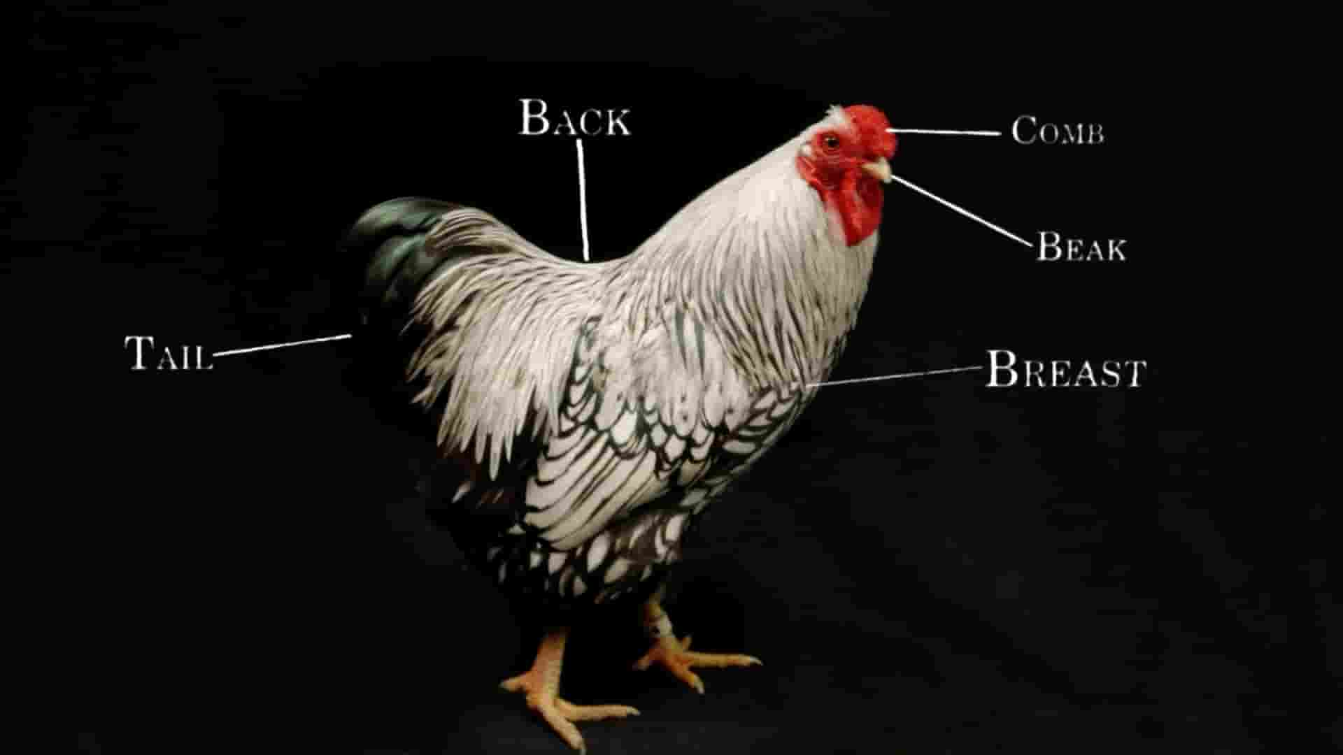 美国纪录片《养鸡人 Chicken People 2016》全1集 英语中英双字 1080P高清网盘