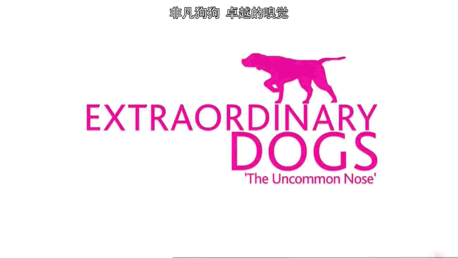 Ch5纪录片《非凡的狗儿 Extraordinary Dogs 2011》全13集 英语中英双字 1080P高清网盘