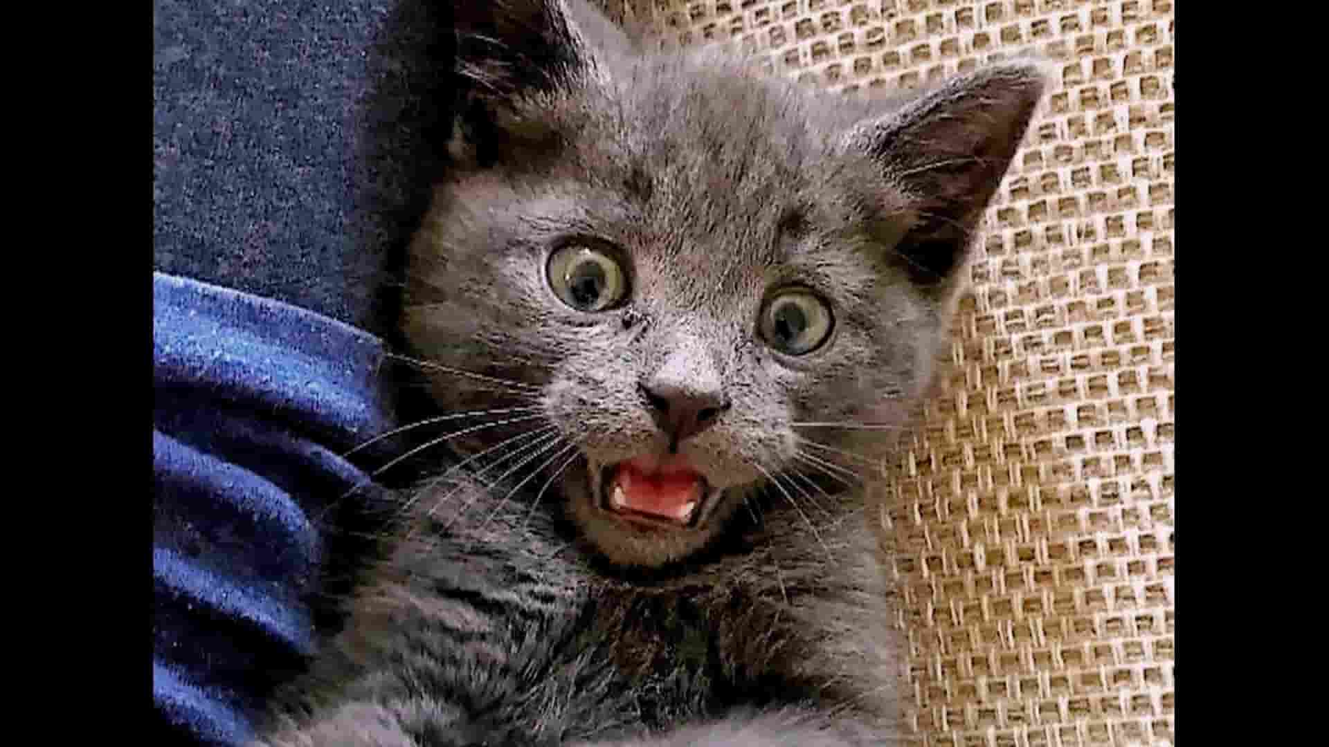 英国纪录片《神经质猫咪 2：疯猫来袭 Psycho Pussies 2: Mad Cat Attacks 2020》全1集 英语中英双字 1080P高清网盘