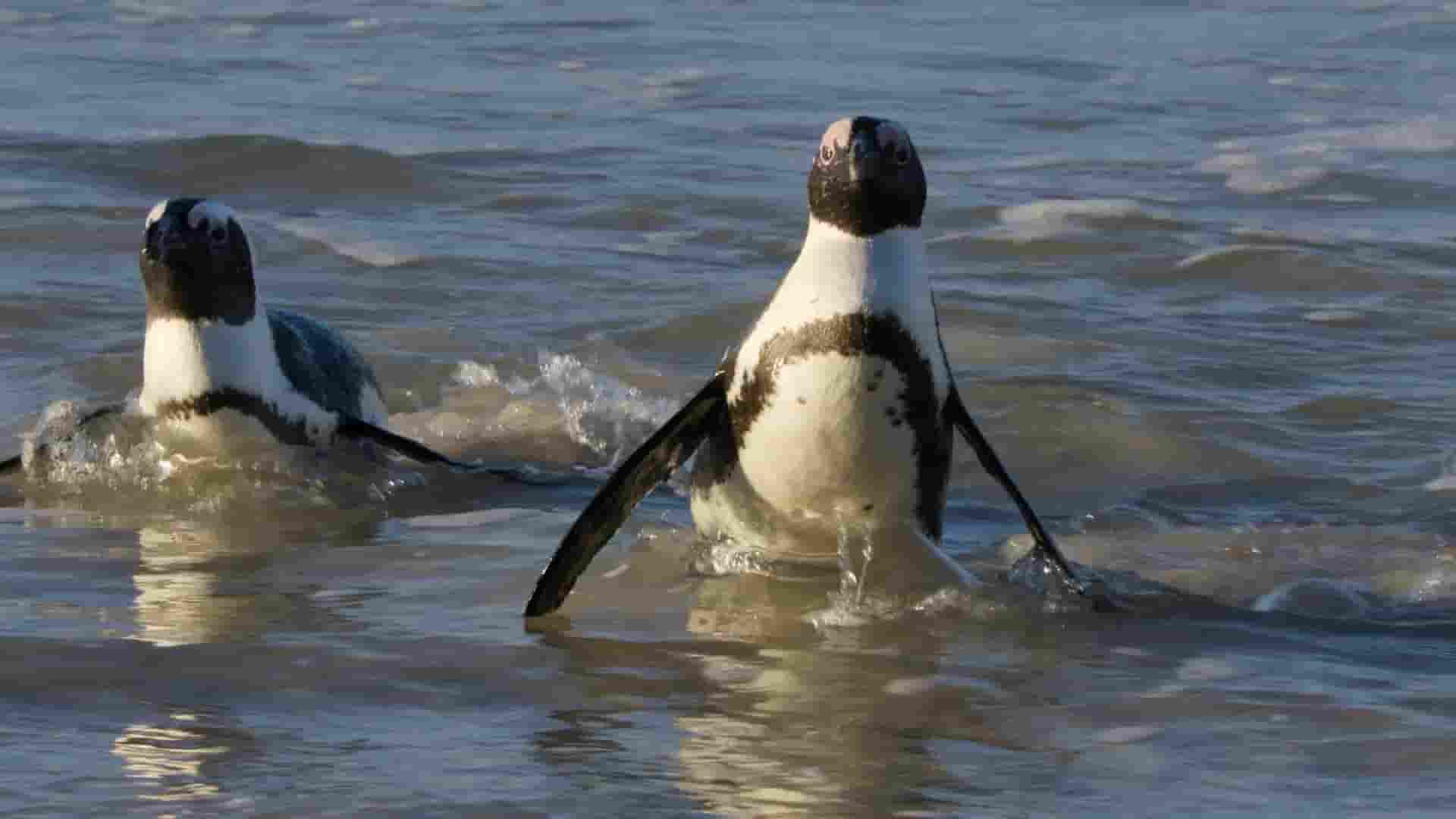 国家地理《企鹅之谜 Secrets of the Penguins 2025》全3集 英语多国中字 1080P高清网盘