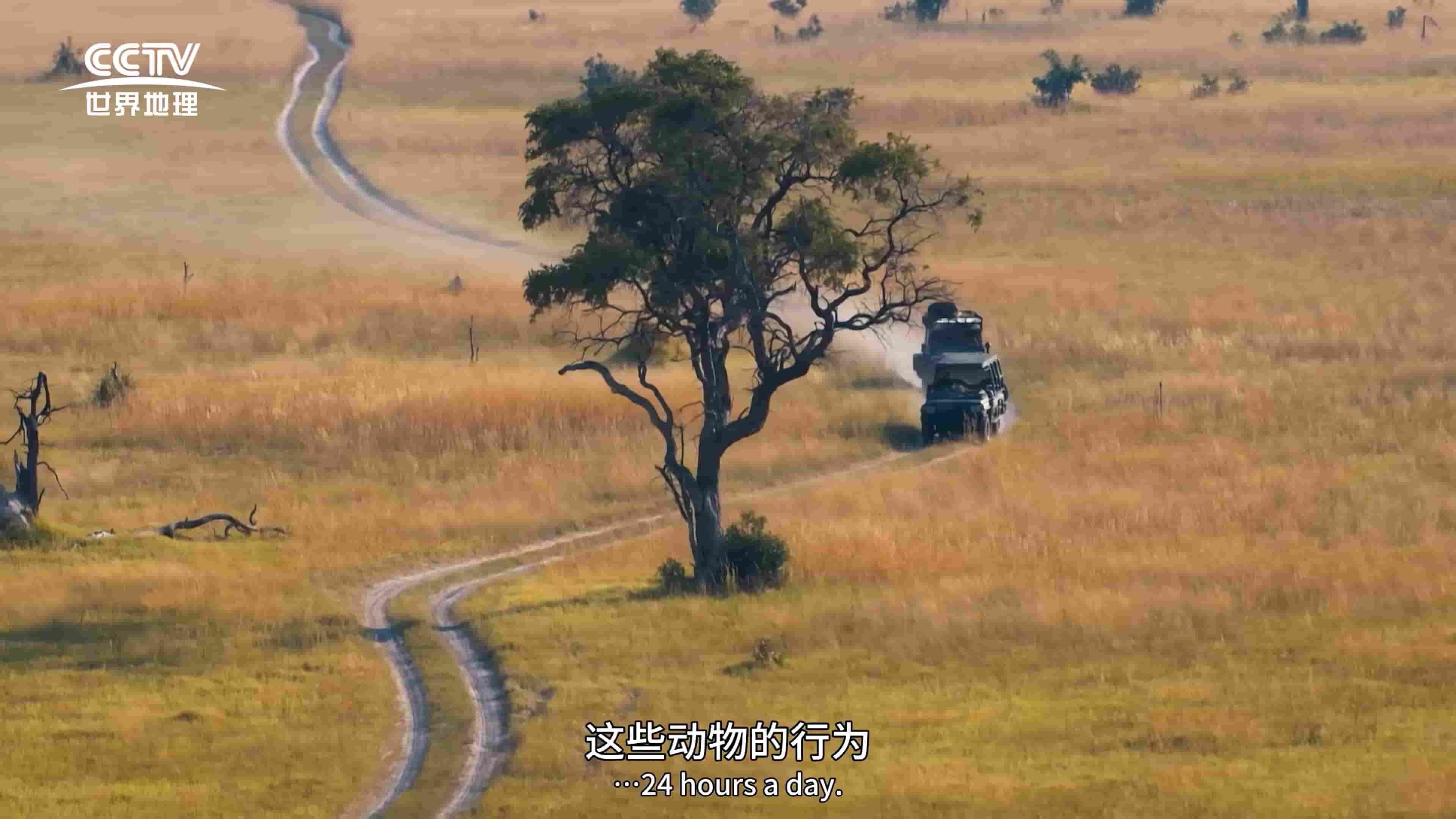 央视纪录片/猫科动物纪录片《大猫全实录 Big Cats 24/7 2024》全6集 英语中字 4K超高清网盘