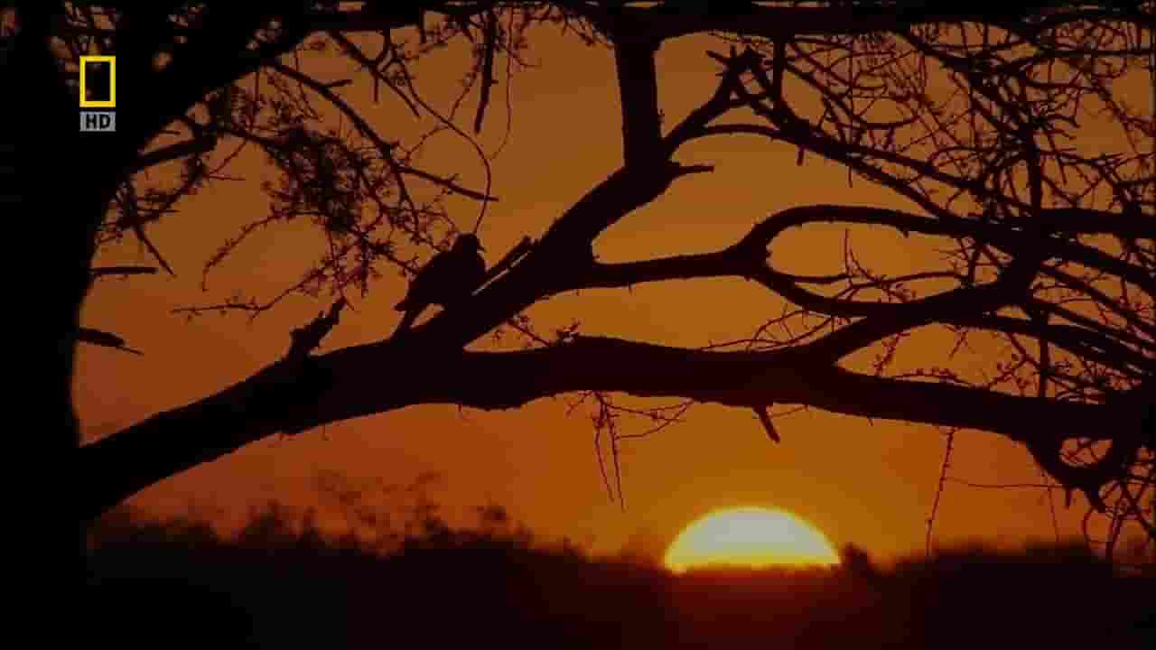 国家地理频道《非洲致命国度 Africa’s Deadly Kingdom 2018》第1季全6集 英语中字 1080P高清网盘