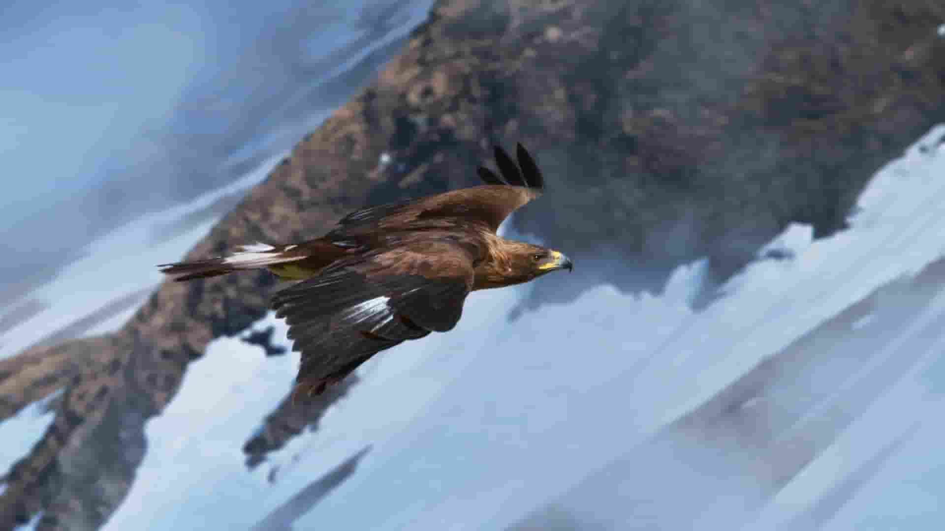 PBS纪录片《大自然的魔法之旅 Raptors - A Fistful of Daggers 2024》全2集 英语中英双字 1080P高清网盘