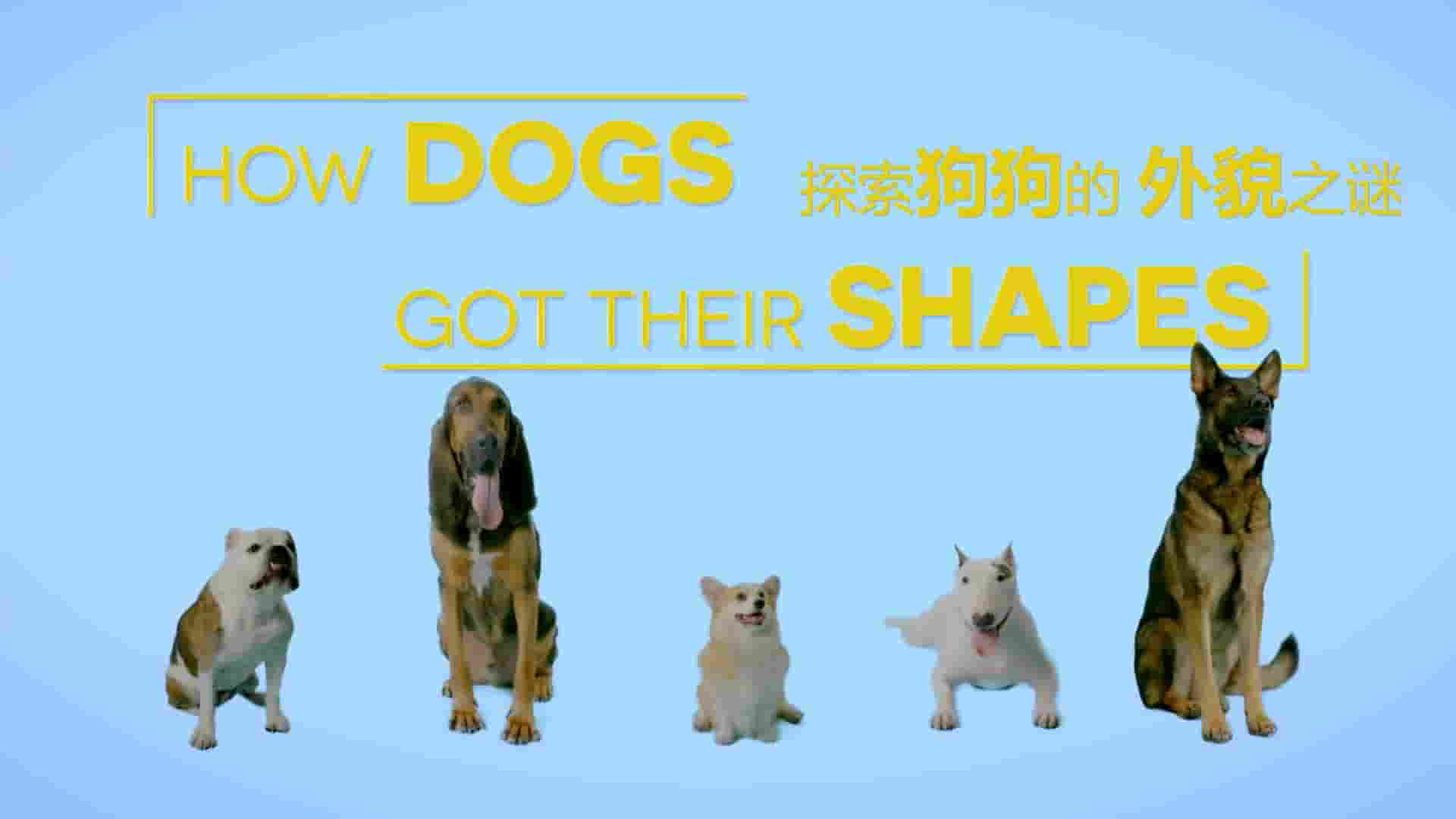 国家地理频道《狗狗体型之谜 How Dogs Got Their Shapes 2016》全1集 英语中字 1080P高清网盘