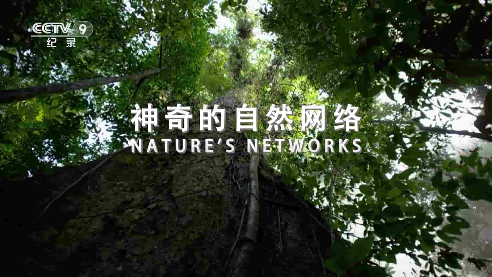 奥地利纪录片《神奇的自然网络 Nature’s Networks 2020》全1集 国语中字 1080P高清网盘