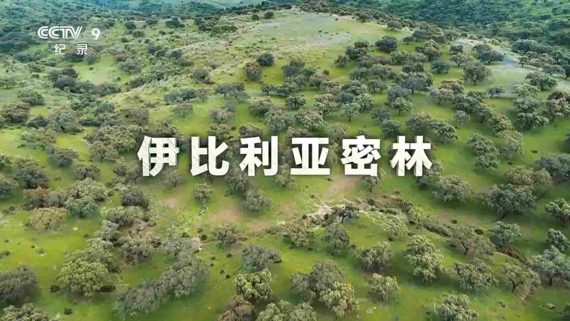 西班牙纪录片《伊比利亚密林 2020》全1集 国语中字 1080P高清网盘