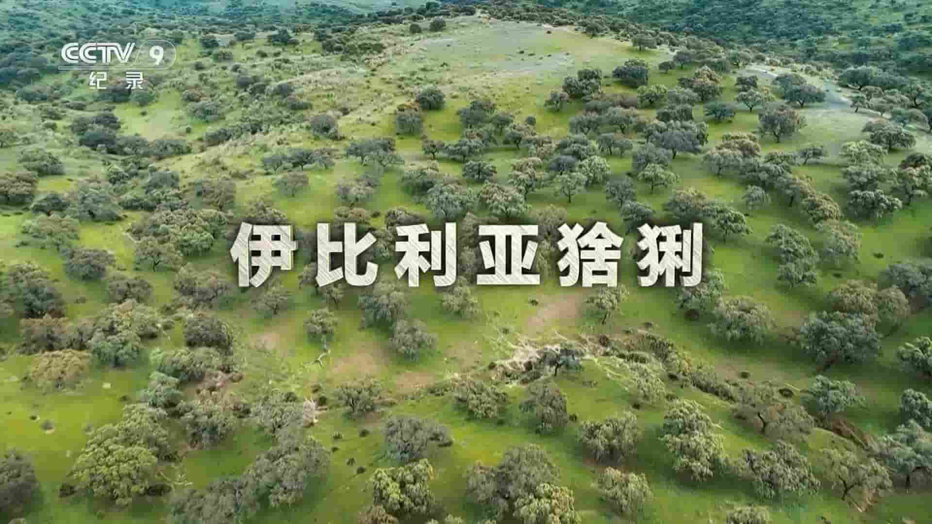 西班牙纪录片《伊比利亚猞猁 2020》全1集 国语中字 1080P高清网盘
