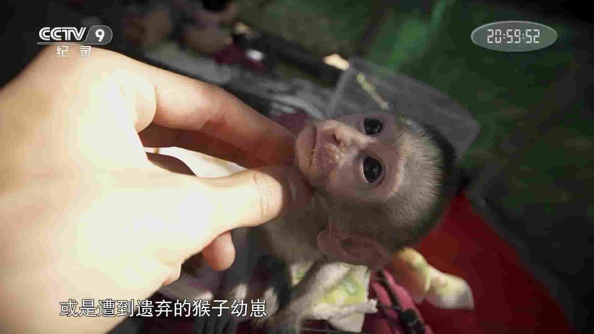 美国纪录片《青腹绿猴成长记 The Vervet Forest 2016》全1集 国语中字 1080P高清网盘