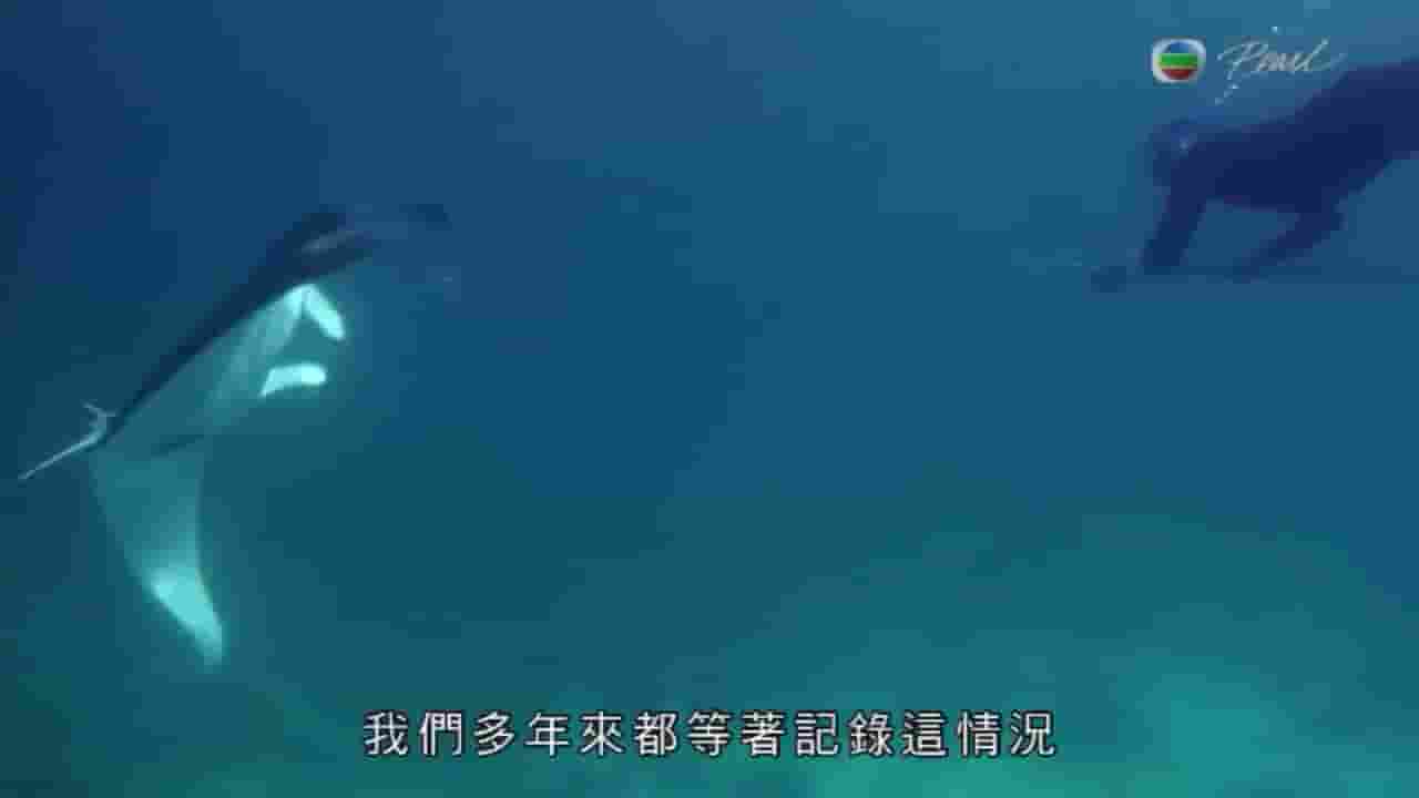 明珠台《神秘魔鬼鱼 Secrets of the Giant Manta 2016》全1集 粤语中字 720P高清网盘