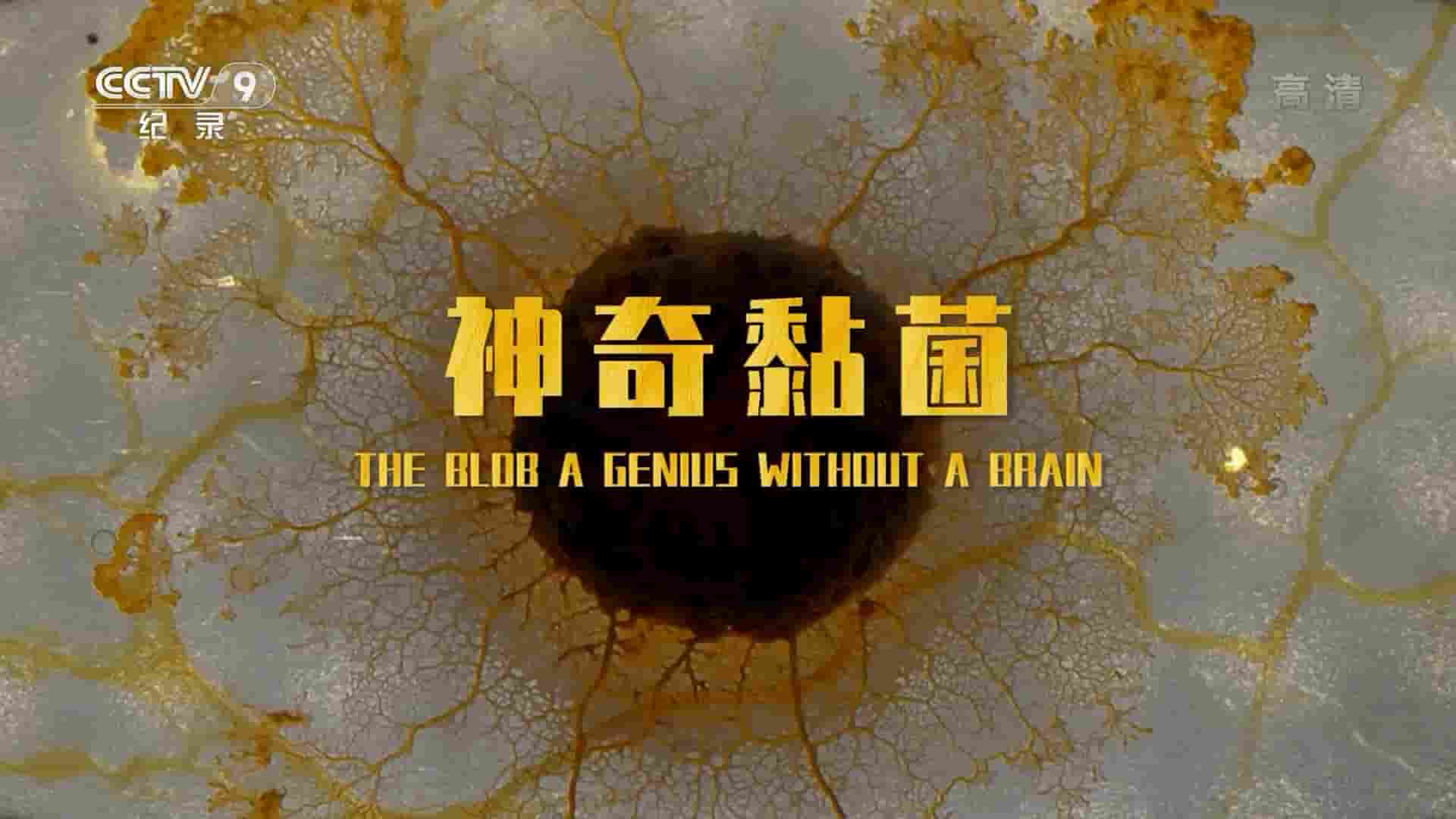 法国纪录片《黏菌：无脑天才/神奇黏菌 The Blob A genius Without a Brain 2019》全1集 国语中字(央视版) 1080i高清网盘