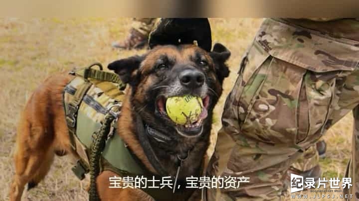 纪录片  军犬：士兵最好的朋友-0048