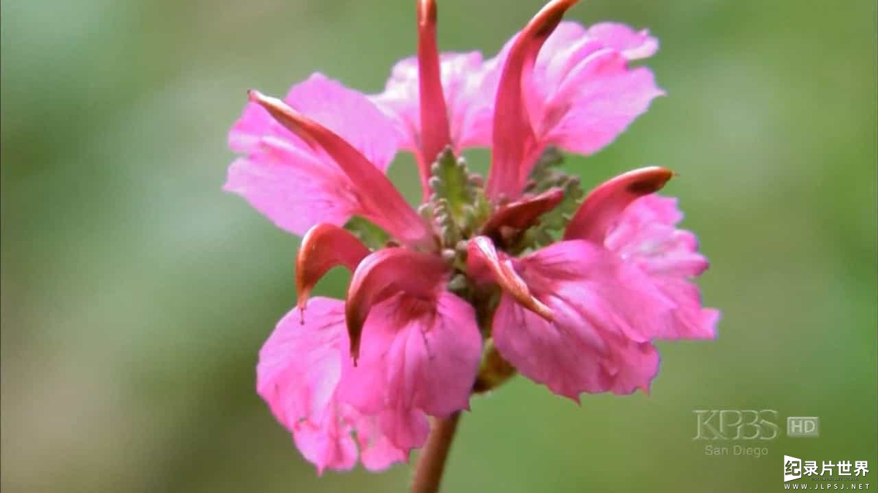 PBS纪录片《第一朵花 First Flower 2007》英语无字 05