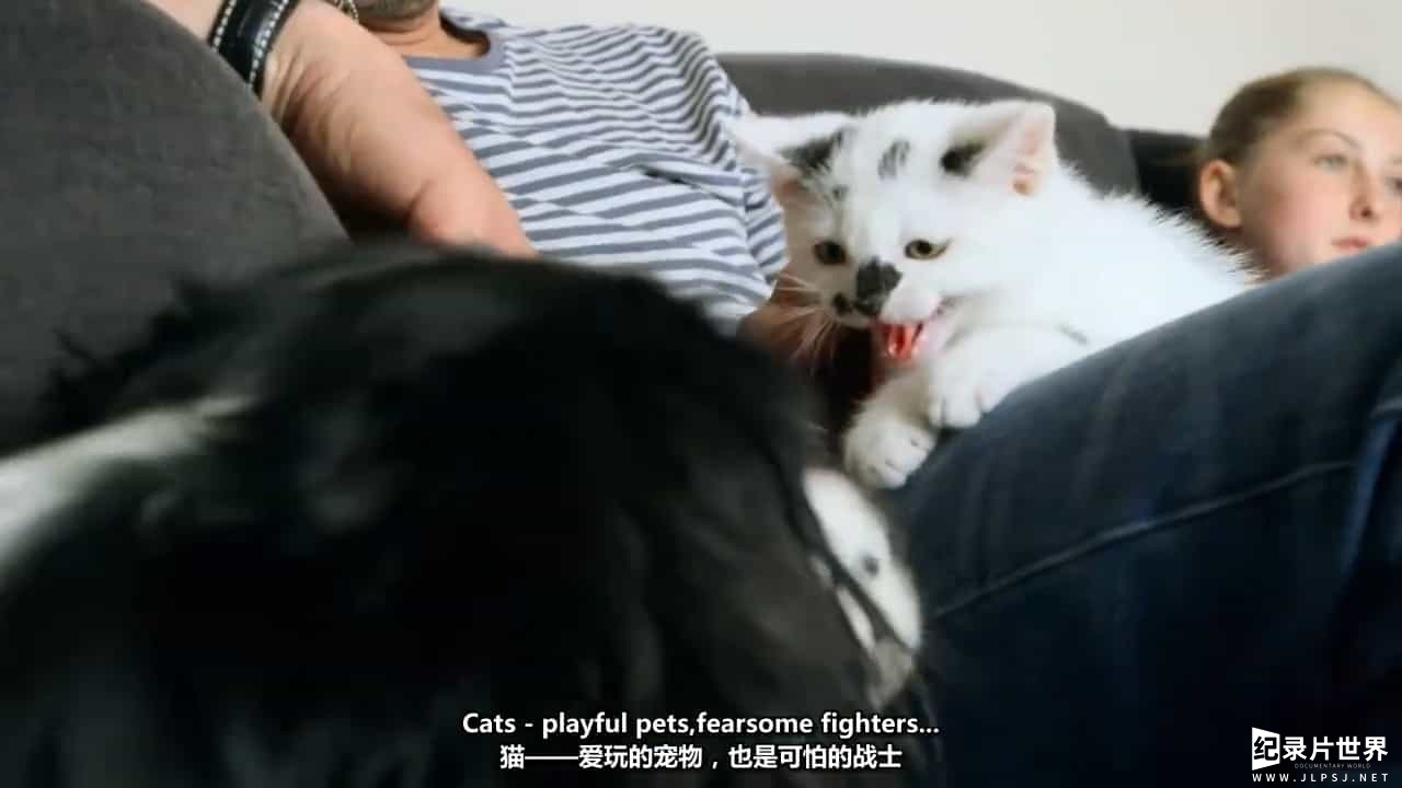 BBC纪录片《猫咪观察 Cat Watch 2014》全3集