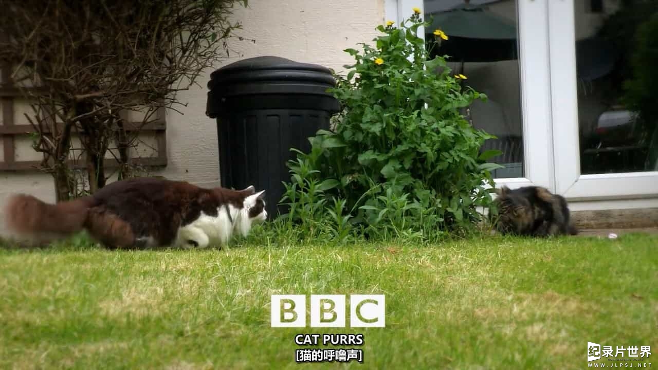BBC纪录片《猫咪观察 Cat Watch 2014》全3集