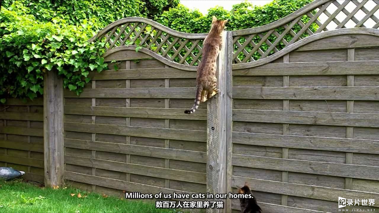 BBC纪录片《猫咪观察 Cat Watch 2014》全3集