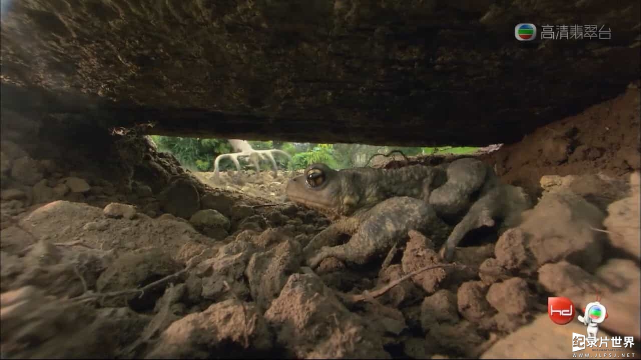 法国纪录片《菜园里的战争与和平/菜虫战记 War And Peace In The Kitchen Garden 2006》粤英双语中字03