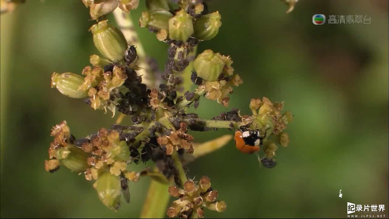 法国纪录片《菜园里的战争与和平/菜虫战记 War And Peace In The Kitchen Garden 2006》粤英双语中字04