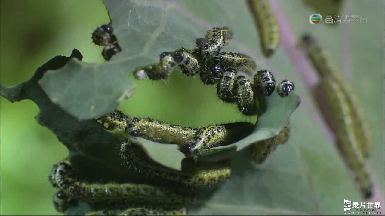 法国纪录片《菜园里的战争与和平/菜虫战记 War And Peace In The Kitchen Garden 2006》粤英双语中字06