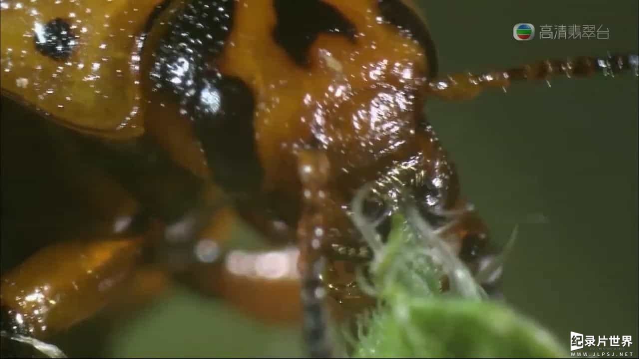 法国纪录片《菜园里的战争与和平/菜虫战记 War And Peace In The Kitchen Garden 2006》粤英双语中字05