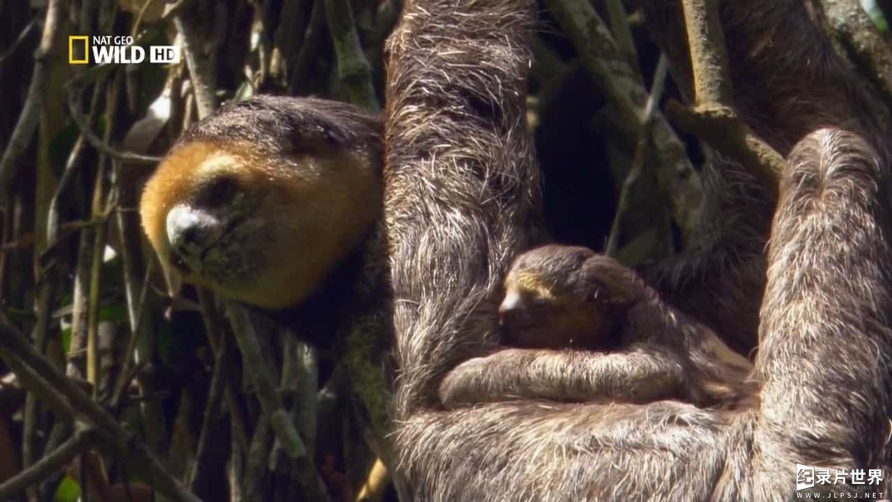 国家地理频道《野性亚马逊 Wild Amazon》全2集