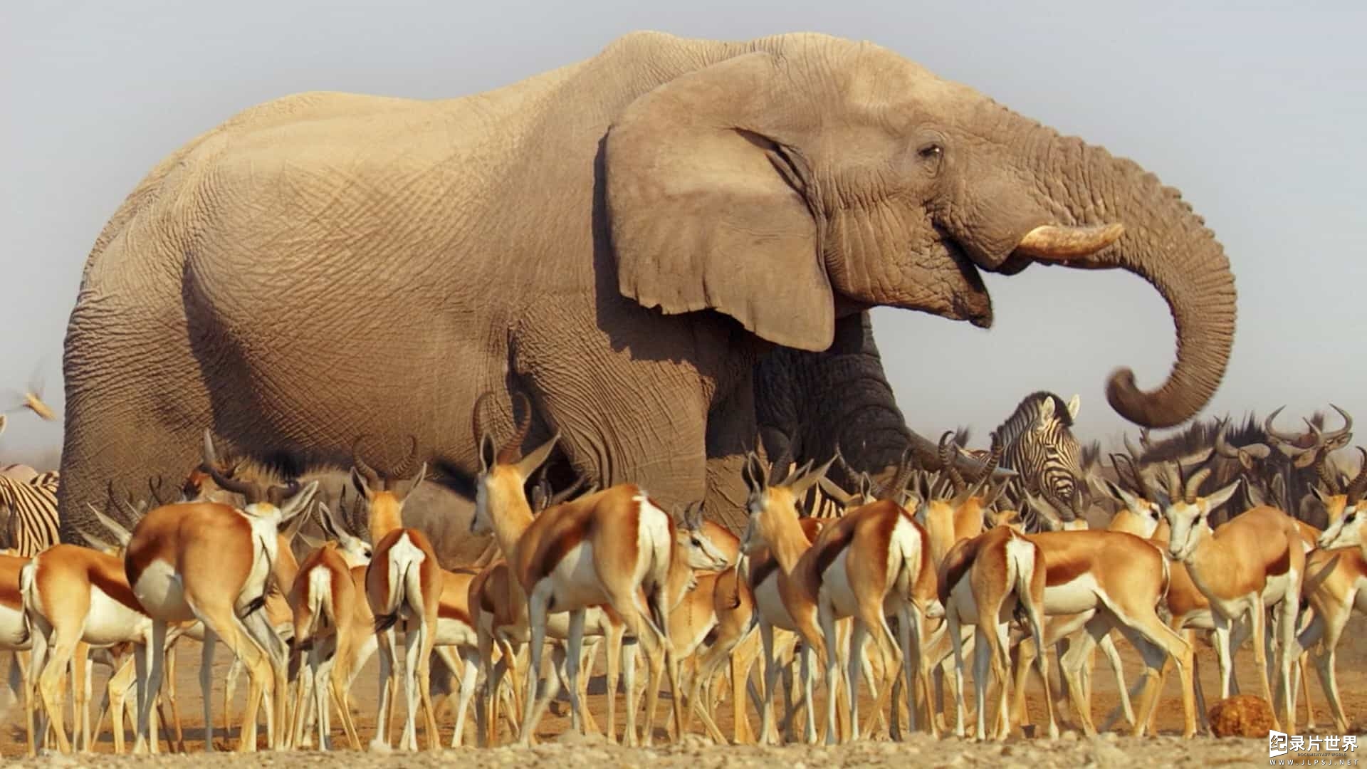 BBC大型原生态纪录片《非洲 Africa》全6集06