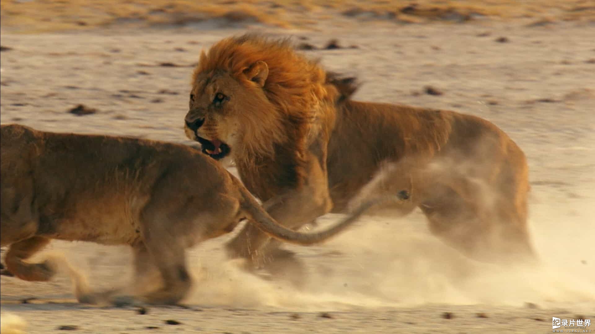 BBC大型原生态纪录片《非洲 Africa》全6集05