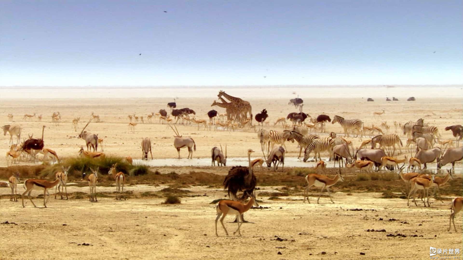 BBC大型原生态纪录片《非洲 Africa》全6集07