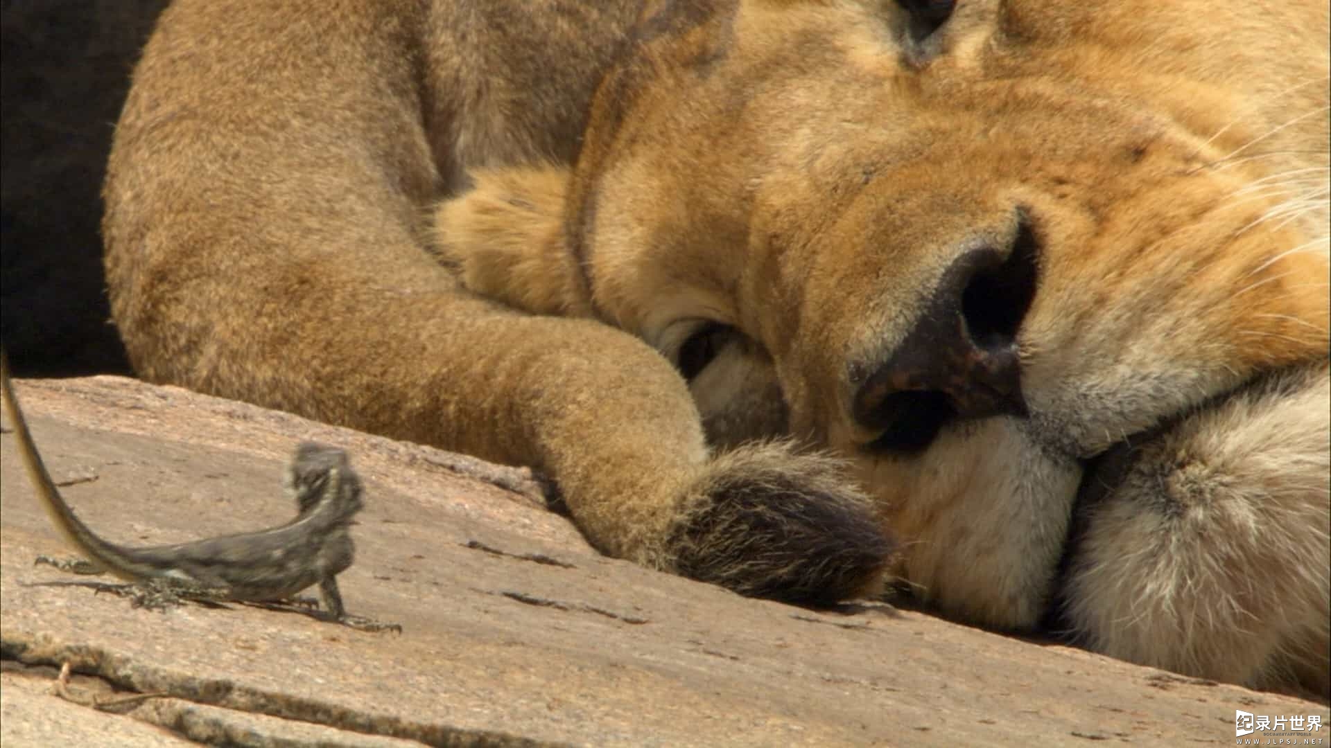 BBC大型原生态纪录片《非洲 Africa》全6集09