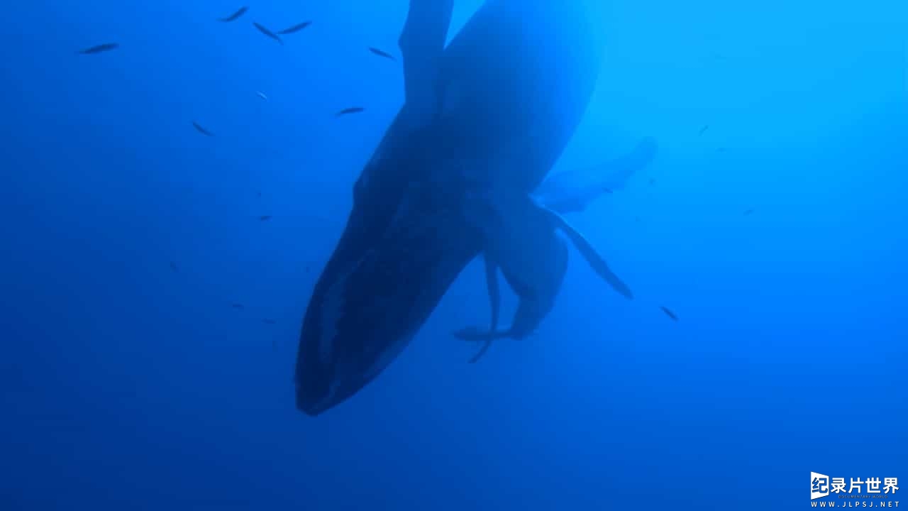 BBC海洋纪录片《海洋巨物 Ocean Giants 2011》全3集02