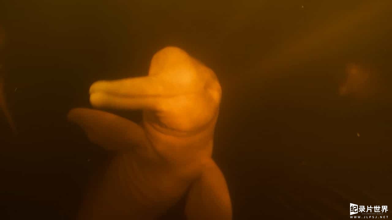 BBC海洋纪录片《海洋巨物 Ocean Giants 2011》全3集03