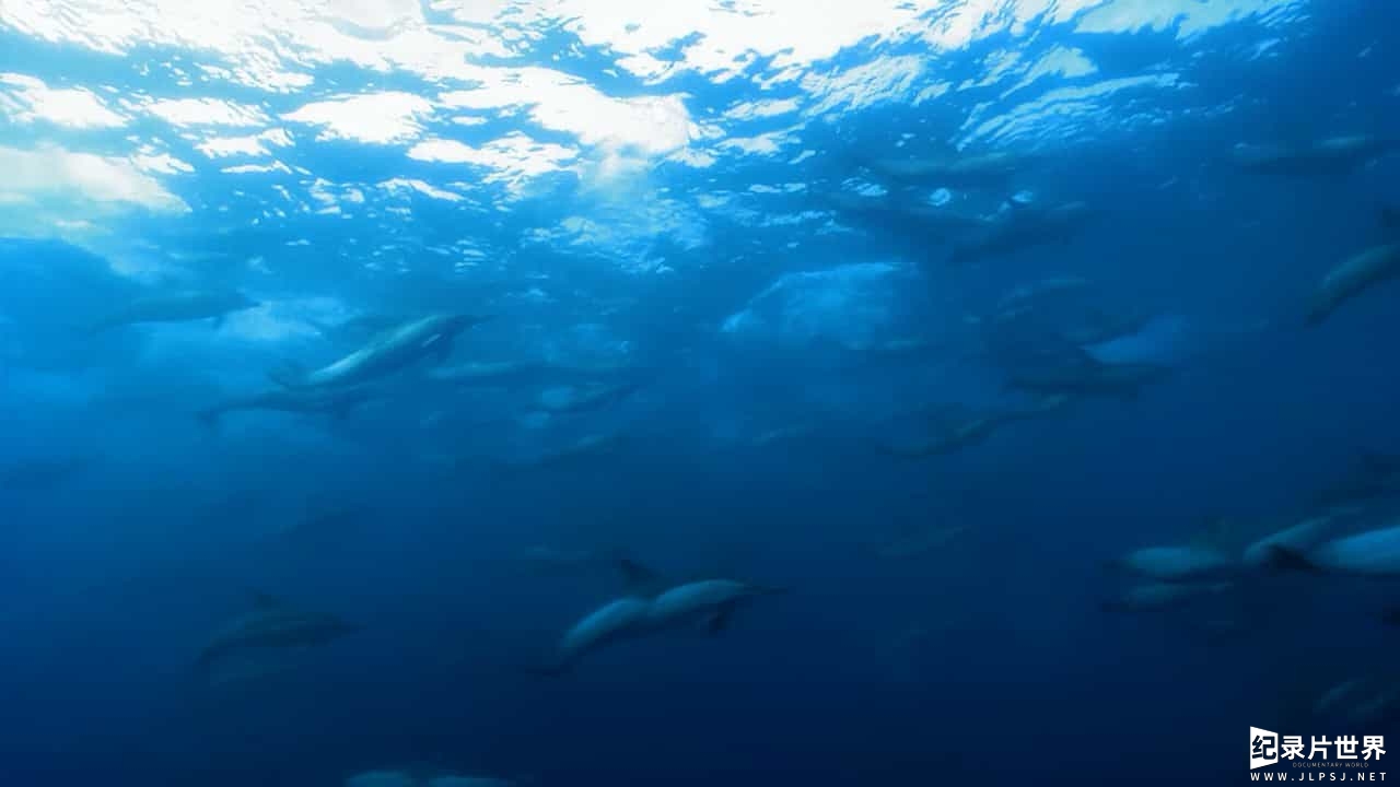 BBC海洋纪录片《海洋巨物 Ocean Giants 2011》全3集05
