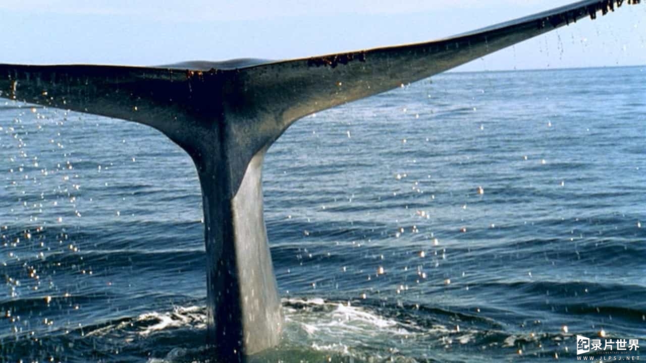 BBC海洋纪录片《海洋巨物 Ocean Giants 2011》全3集07