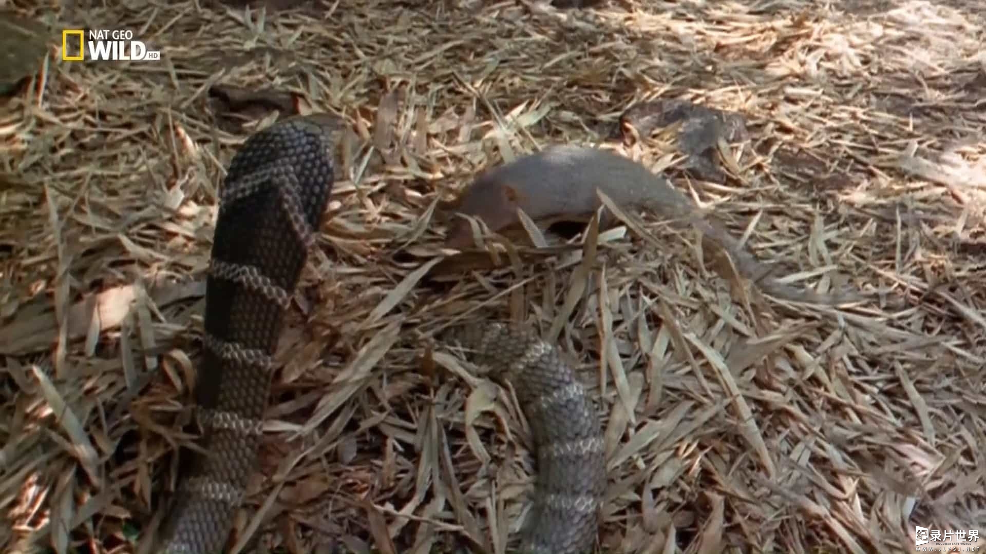 国家地理《眼镜王蛇 King Cobra 1997》英语外挂中字
