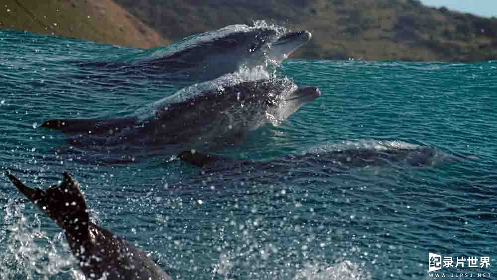 精选BBC纪录片《蓝S星球2 Blue Planet II 2017》第2季